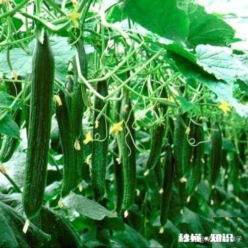 春季缺雨对农作物会有哪些影响