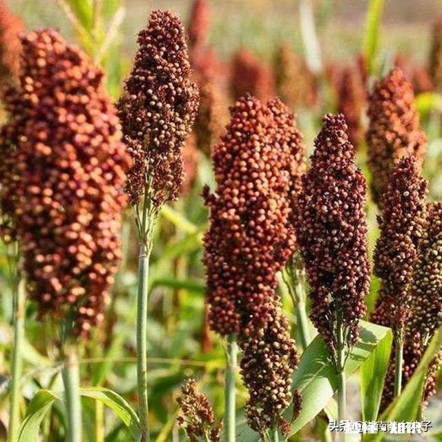 春季缺雨对农作物会有哪些影响