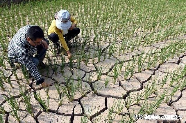春季缺雨对农作物会有哪些影响
