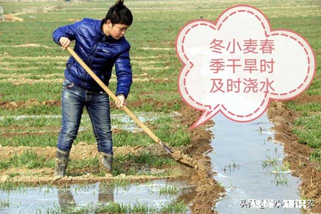 春季缺雨对农作物会有哪些影响