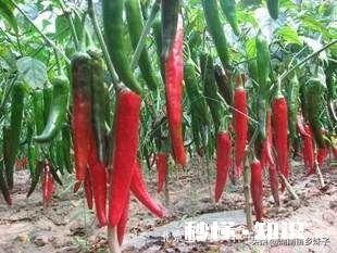 春季缺雨对农作物会有哪些影响