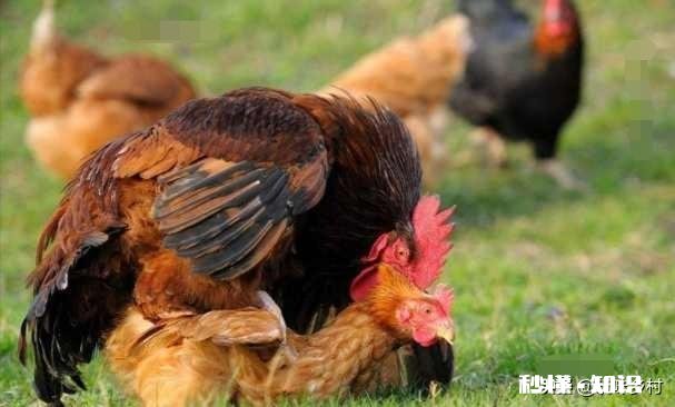 求助，如何阻止公鸡斗架，有什么有效的解决方法