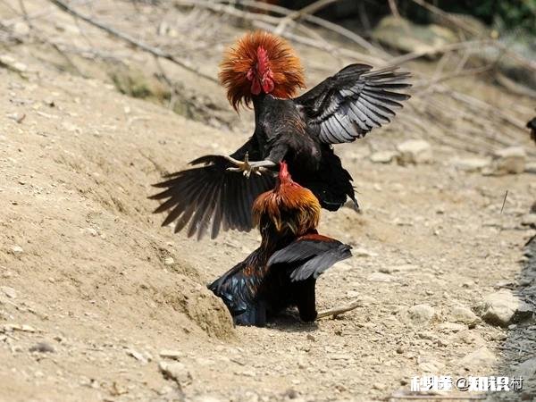 求助，如何阻止公鸡斗架，有什么有效的解决方法