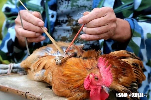 求助，如何阻止公鸡斗架，有什么有效的解决方法