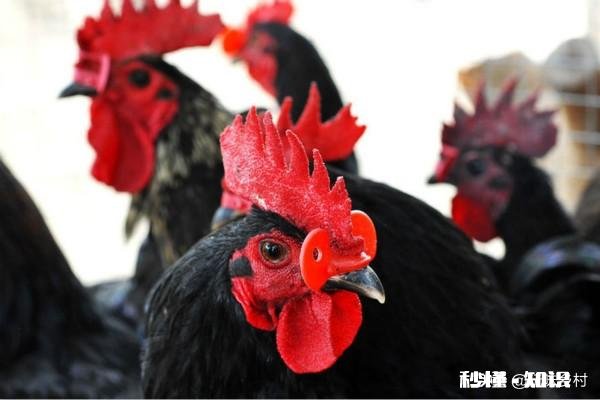 求助，如何阻止公鸡斗架，有什么有效的解决方法