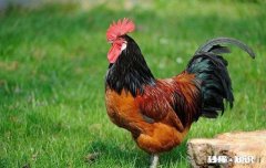 求助，如何阻止公鸡斗架，有什么有效的解决方法