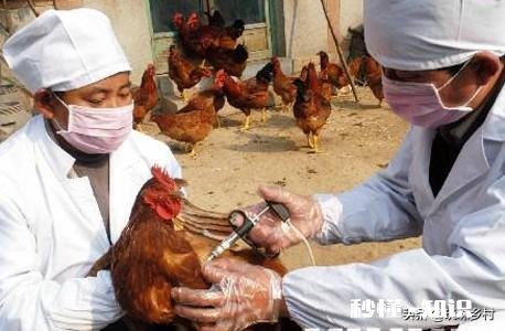 求助，如何阻止公鸡斗架，有什么有效的解决方法