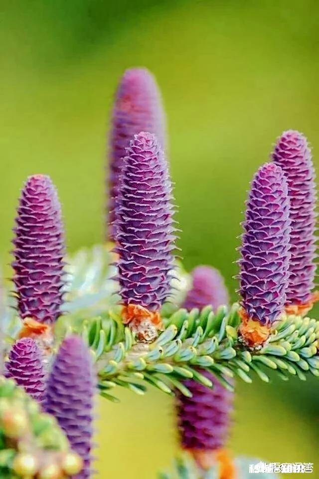 你认为紫色围巾适合45岁女人吗为什么