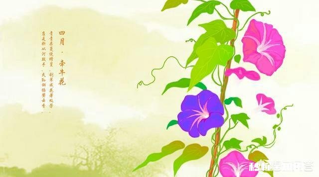 你认为紫色围巾适合45岁女人吗为什么