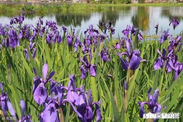 你认为紫色围巾适合45岁女人吗为什么