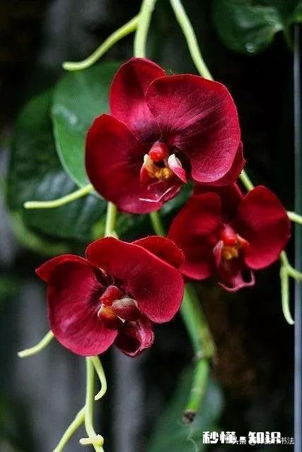 请问初学小楷可以临些什么帖