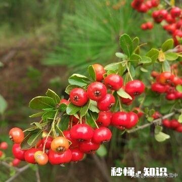 请问初学小楷可以临些什么帖