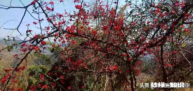 请问初学小楷可以临些什么帖