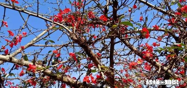 请问初学小楷可以临些什么帖