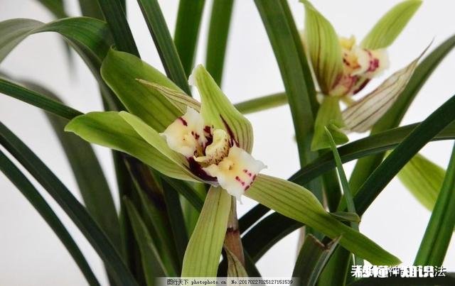 请问初学小楷可以临些什么帖