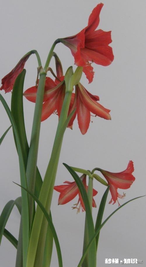 请问初学小楷可以临些什么帖