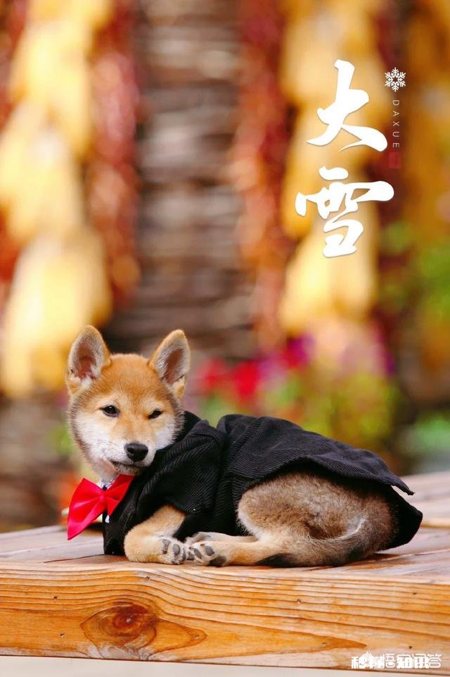 为什么类似《向往的生活》这样的慢综艺会受到一些人的欢迎