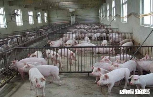 发酵床养猪能正常消毒吗