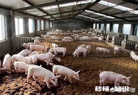 发酵床养猪能正常消毒吗