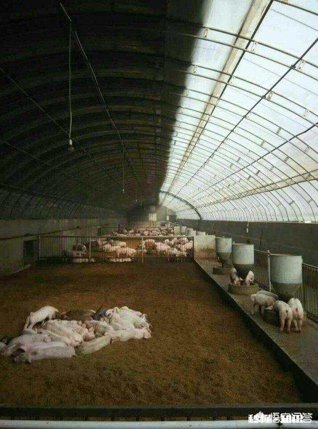 发酵床养猪能正常消毒吗