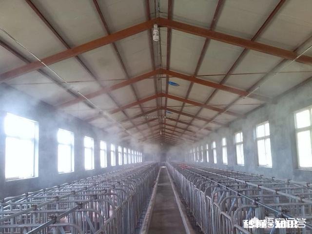 发酵床养猪能正常消毒吗