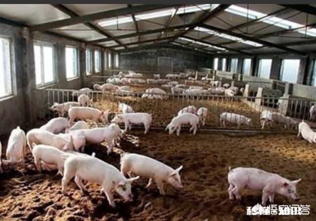 发酵床养猪能正常消毒吗