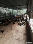 发酵床养猪能正常消毒吗