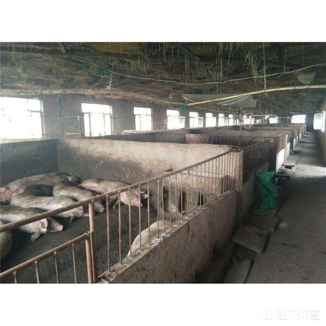 发酵床养猪能正常消毒吗