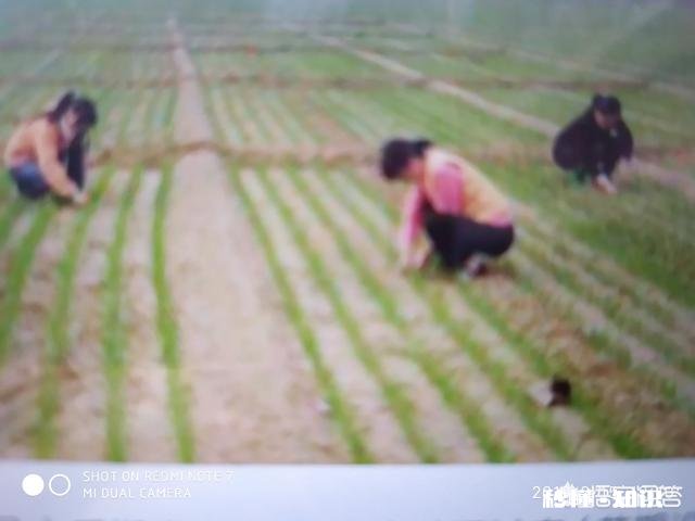 入春了，农田什么时候施肥效果最好