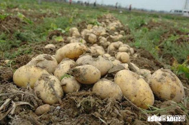 入春了，农田什么时候施肥效果最好