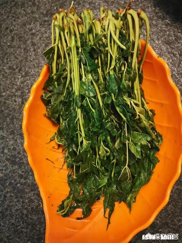 香椿可以用来做什么美食