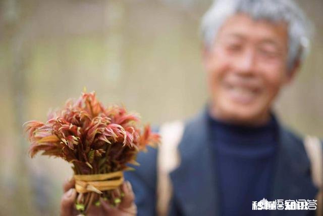 香椿可以用来做什么美食