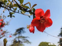 为什么你有男朋友，父母对外却说你单身