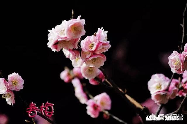 “煮豆燃豆萁”几乎家喻户晓，但它是曹操之子曹植写的七步诗吗