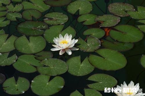 荷花缸里生了许多红色的水虱子，怎么办啊