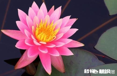 荷花缸里生了许多红色的水虱子，怎么办啊