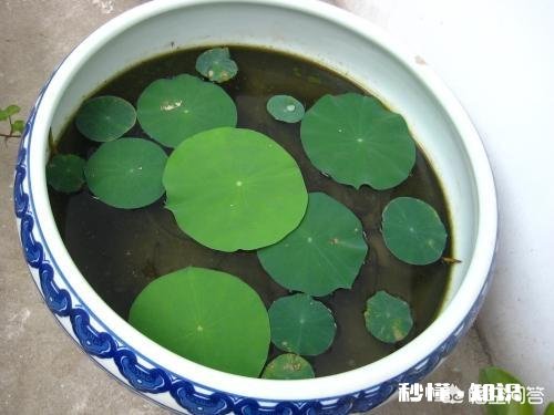 荷花缸里生了许多红色的水虱子，怎么办啊