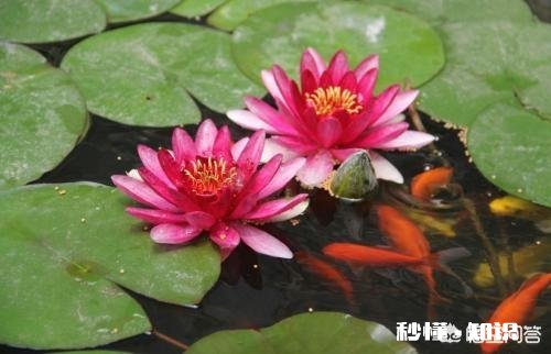 荷花缸里生了许多红色的水虱子，怎么办啊