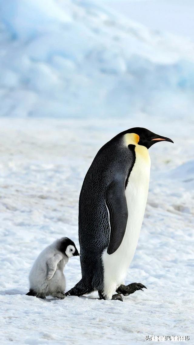 为什么有些孩子长大了跟父母不亲