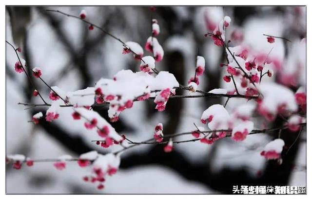 风雨有意洗尽桃花千层尘，求下联