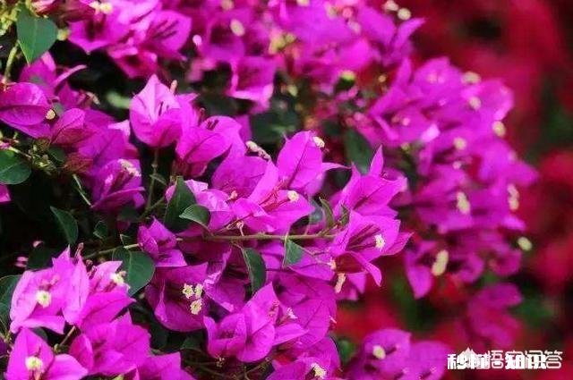 三角梅长出来的叶子嫩黄色一碰就脱落怎么回事