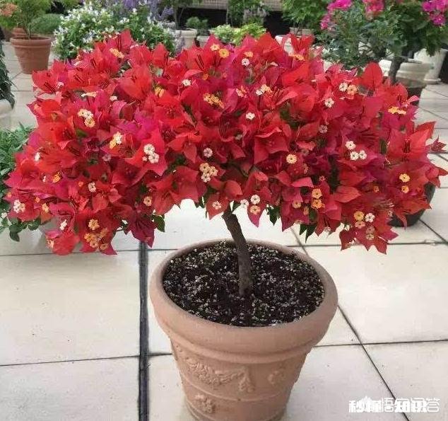 三角梅长出来的叶子嫩黄色一碰就脱落怎么回事