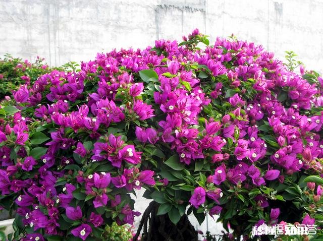 三角梅长出来的叶子嫩黄色一碰就脱落怎么回事