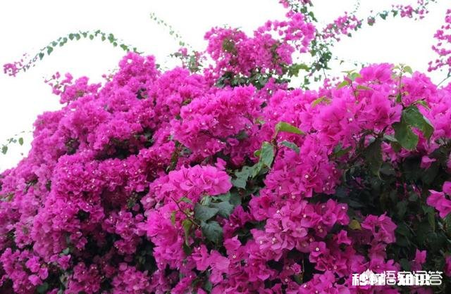 三角梅长出来的叶子嫩黄色一碰就脱落怎么回事