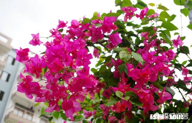 三角梅长出来的叶子嫩黄色一碰就脱落怎么回事