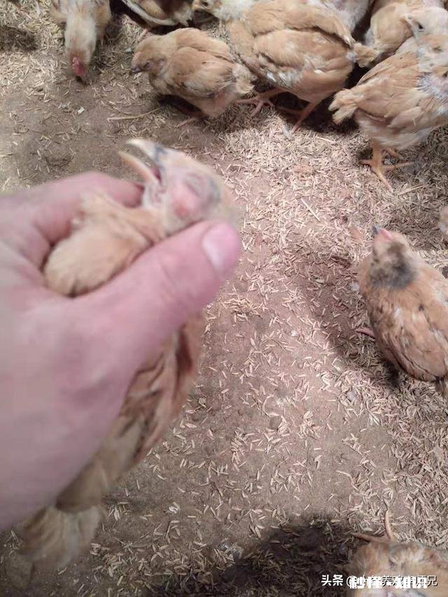 鸡一只眼肿，瞎了不吃东西，是什么病怎么处理