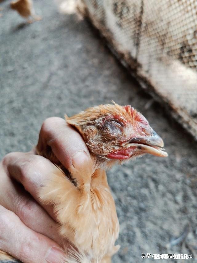 鸡一只眼肿，瞎了不吃东西，是什么病怎么处理