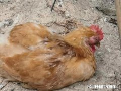 鸡一只眼肿，瞎了不吃东西，是什么病怎么处理