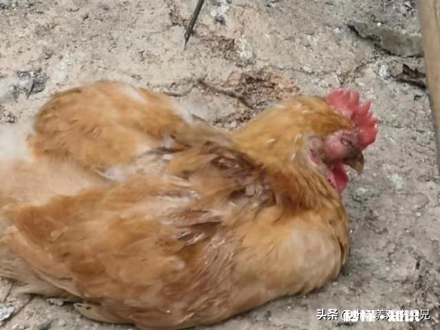 鸡一只眼肿，瞎了不吃东西，是什么病怎么处理