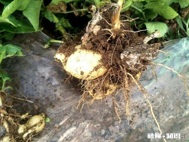 土豆叶发黄死亡的原因是什么土豆叶黄死亡用什么药能治呀